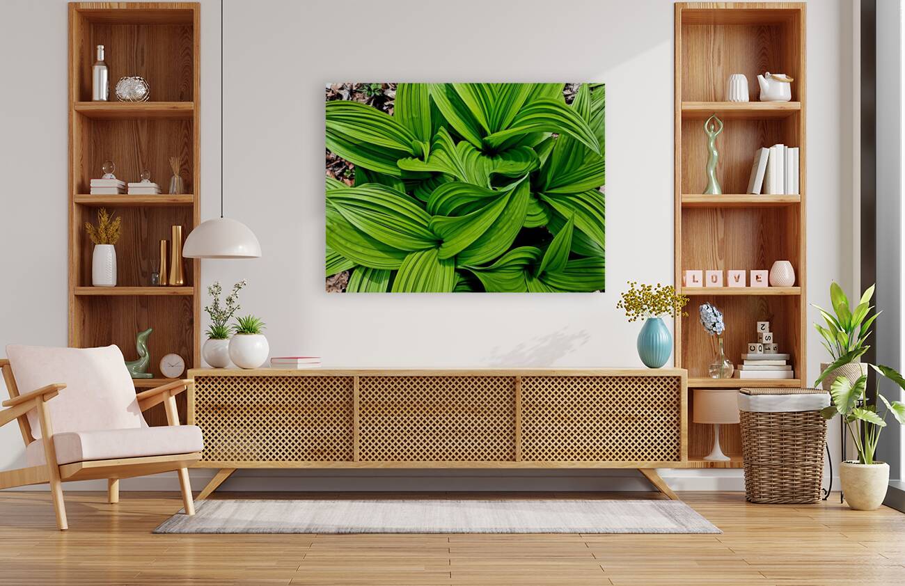 Green False Hellebore Reproduction