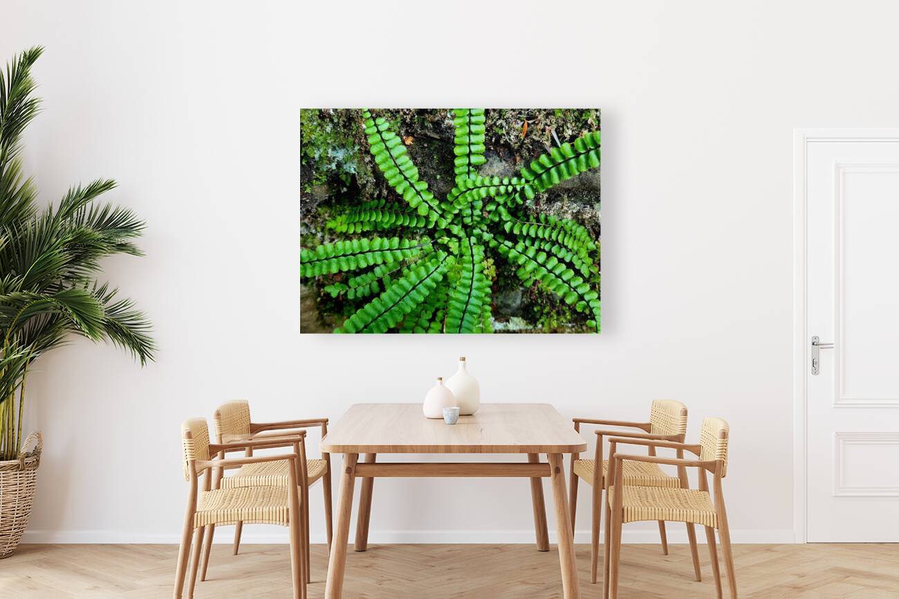 Maidenhair Spleenwort Reproduction