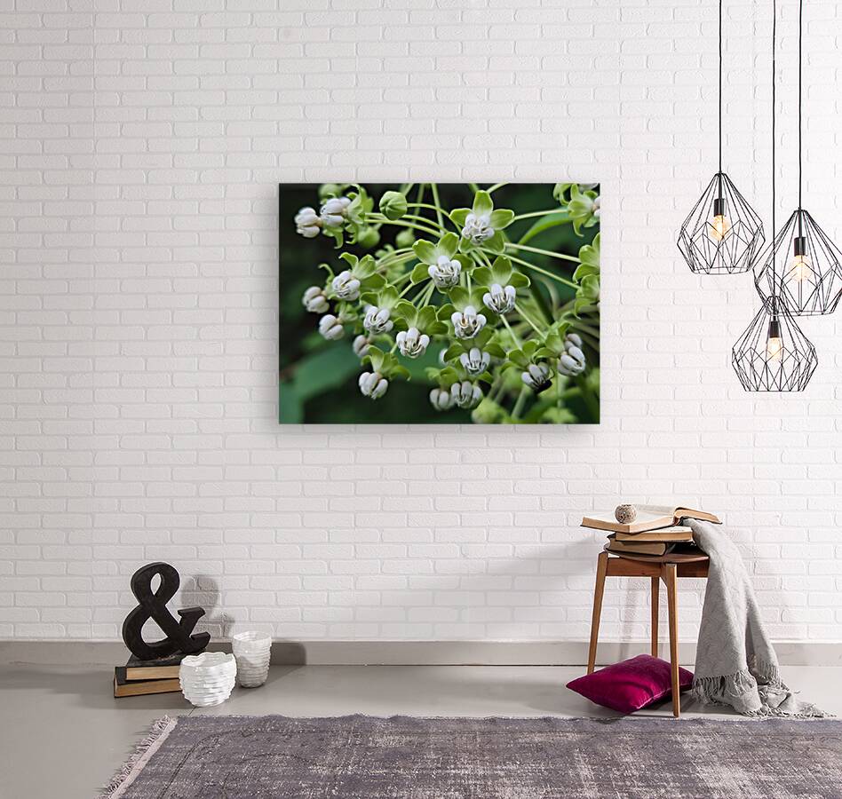 Poke Milkweed Reproduction