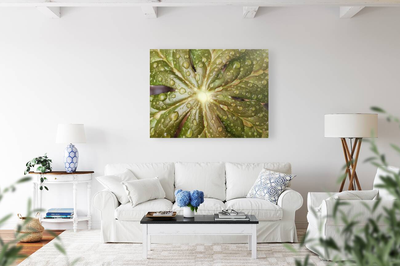 Raindrops on Mayapple Reproduction