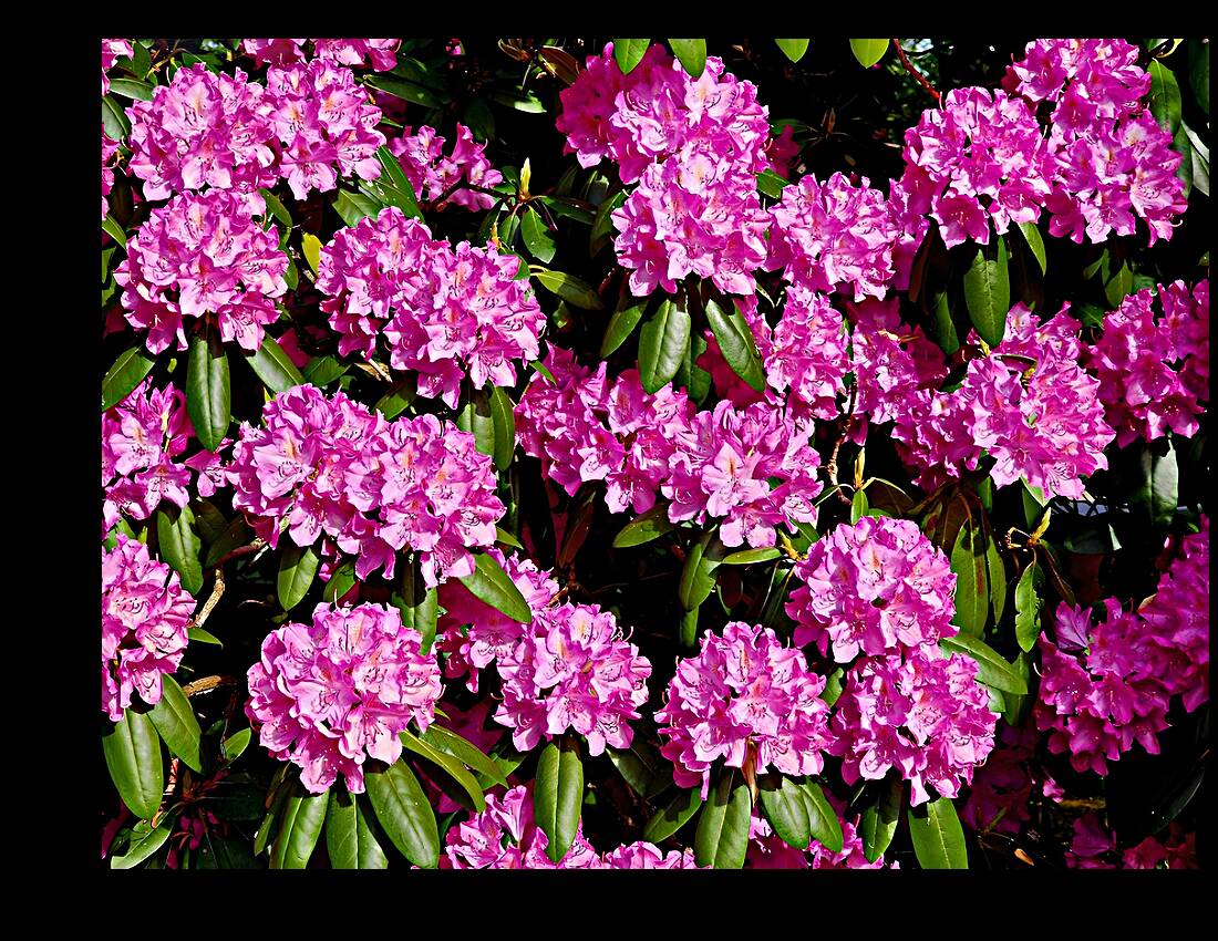 Rhododendron Reproduction