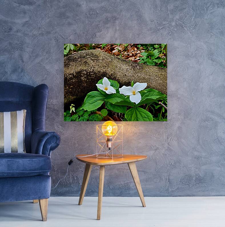 Trillium Duo Reproduction