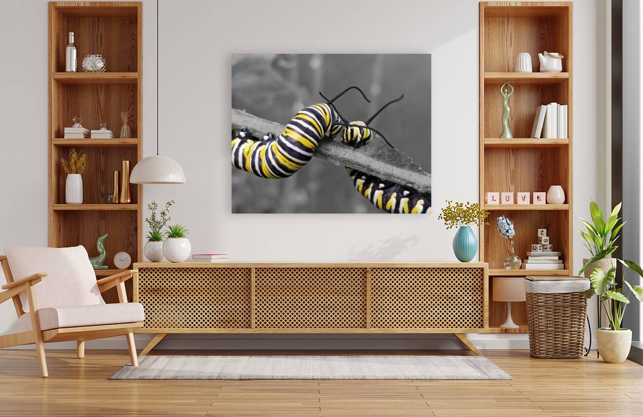 Monarch Caterpillars Reproduction