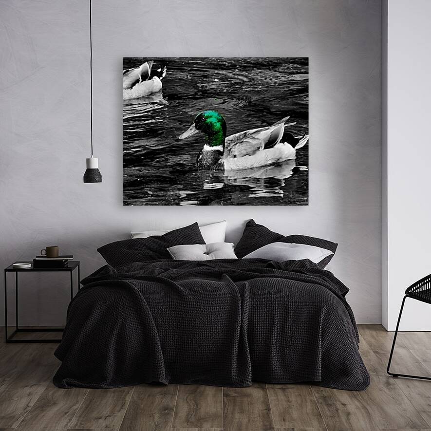 Mallard Duck Reproduction