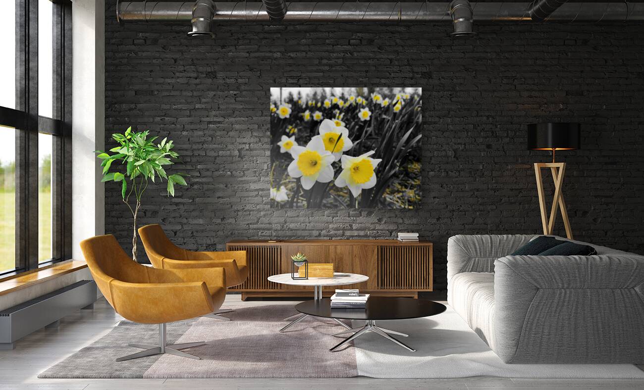 Daffodils Reproduction