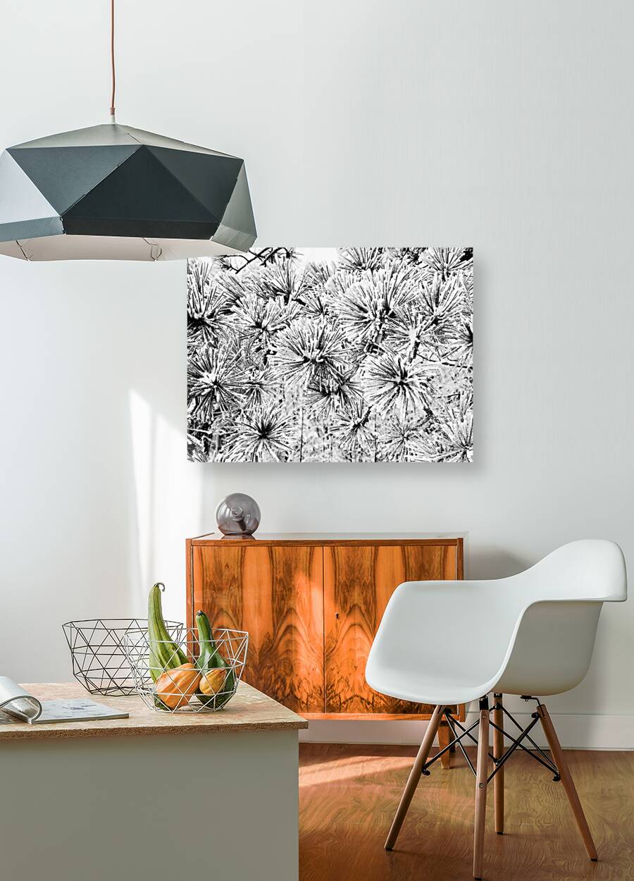 Snowy Conifer Reproduction