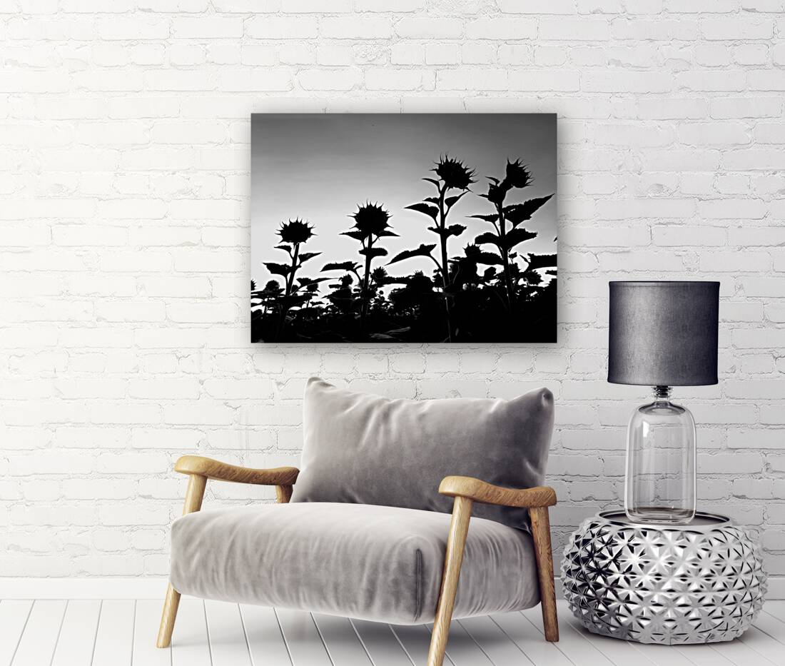 Sunflower Silhouette Reproduction