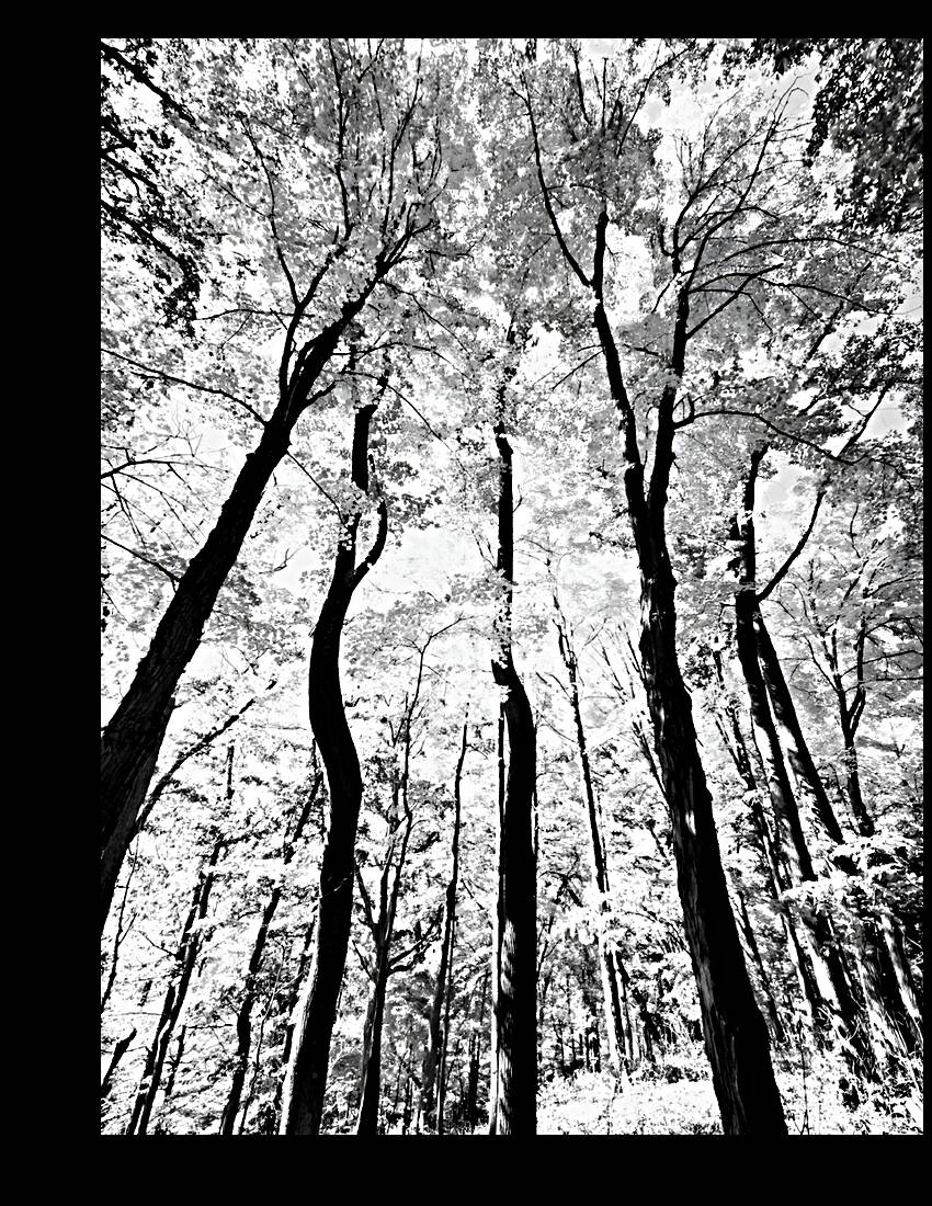 Pennsylvania Woods Reproduction