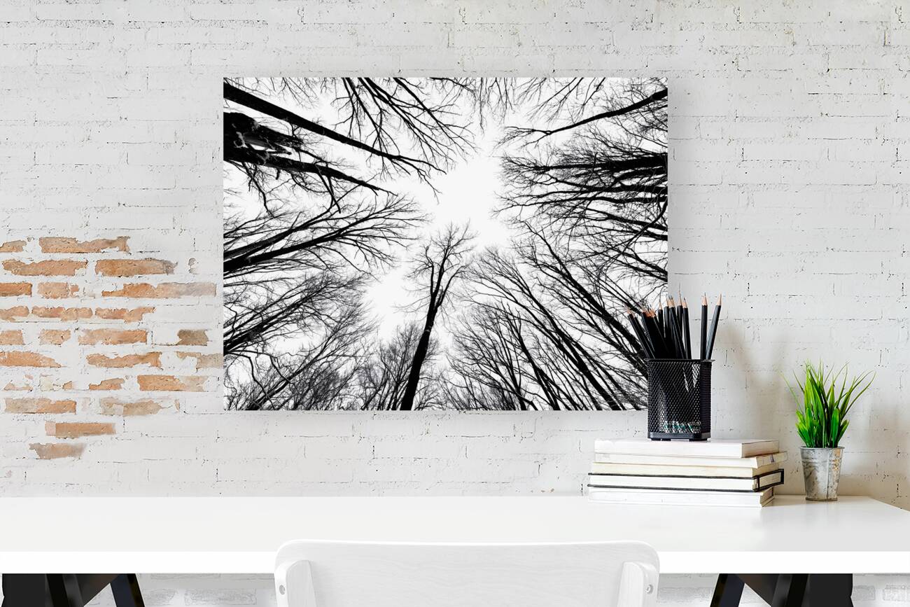 Winter Canopy Reproduction