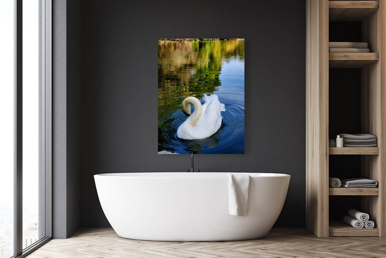 Swan 3 Reproduction