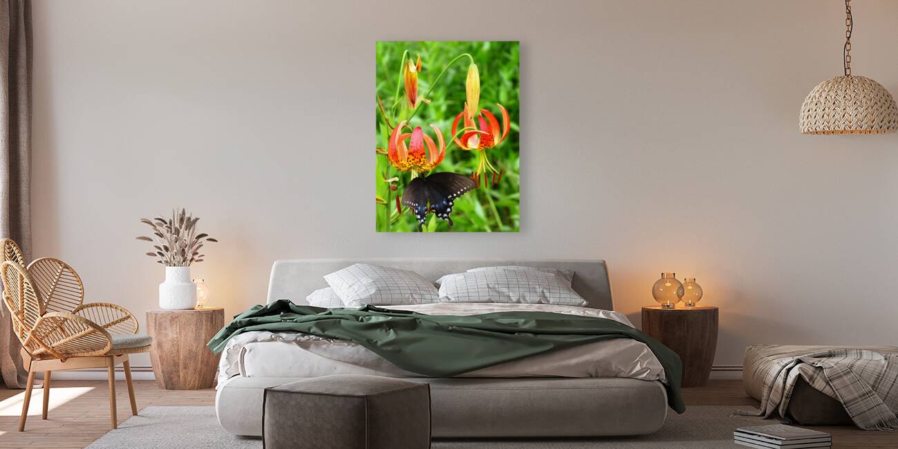 Black Swallowtail On Turks Cap Reproduction