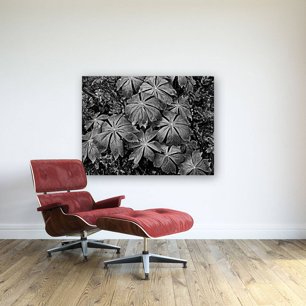 Mayapples Reproduction