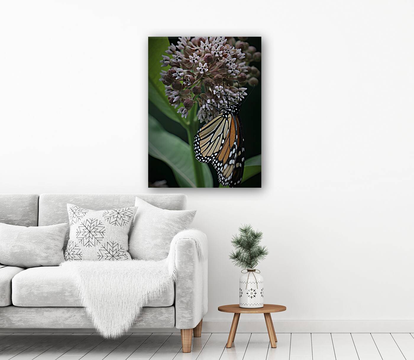 Monarch On Milkweed Reproduction