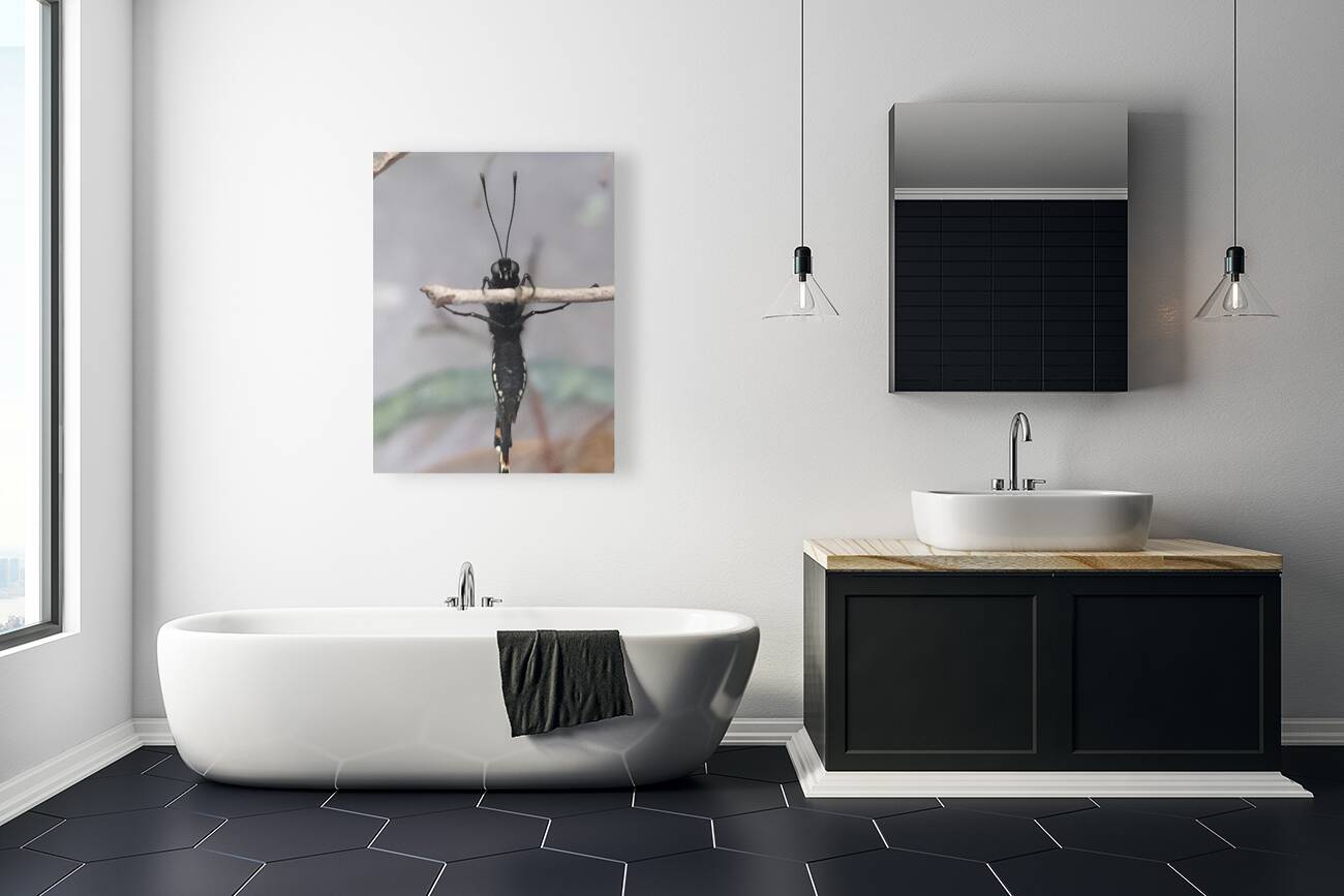 Butterfly Pullup Reproduction