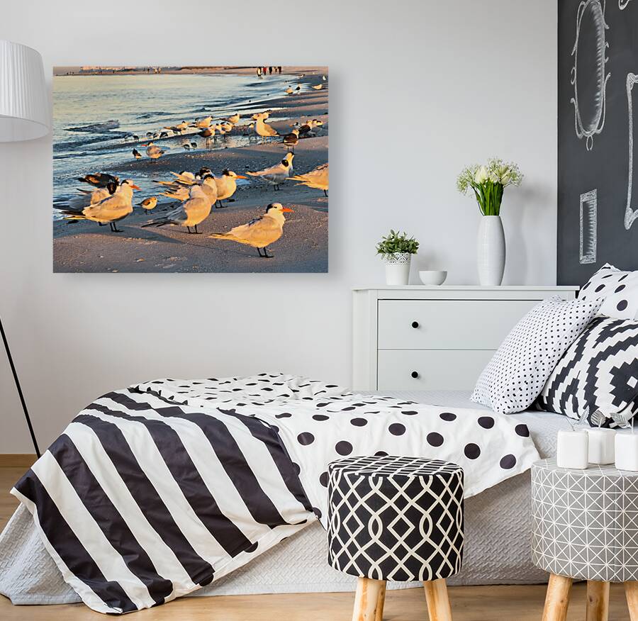 Gulls & Terns Reproduction