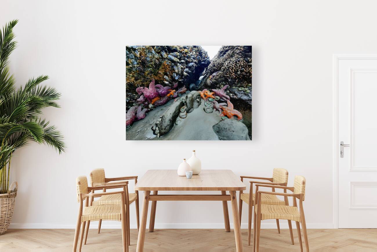 Tidal Pool 2 Reproduction