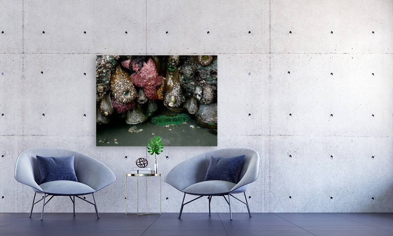 Tidal Pool 5 Reproduction