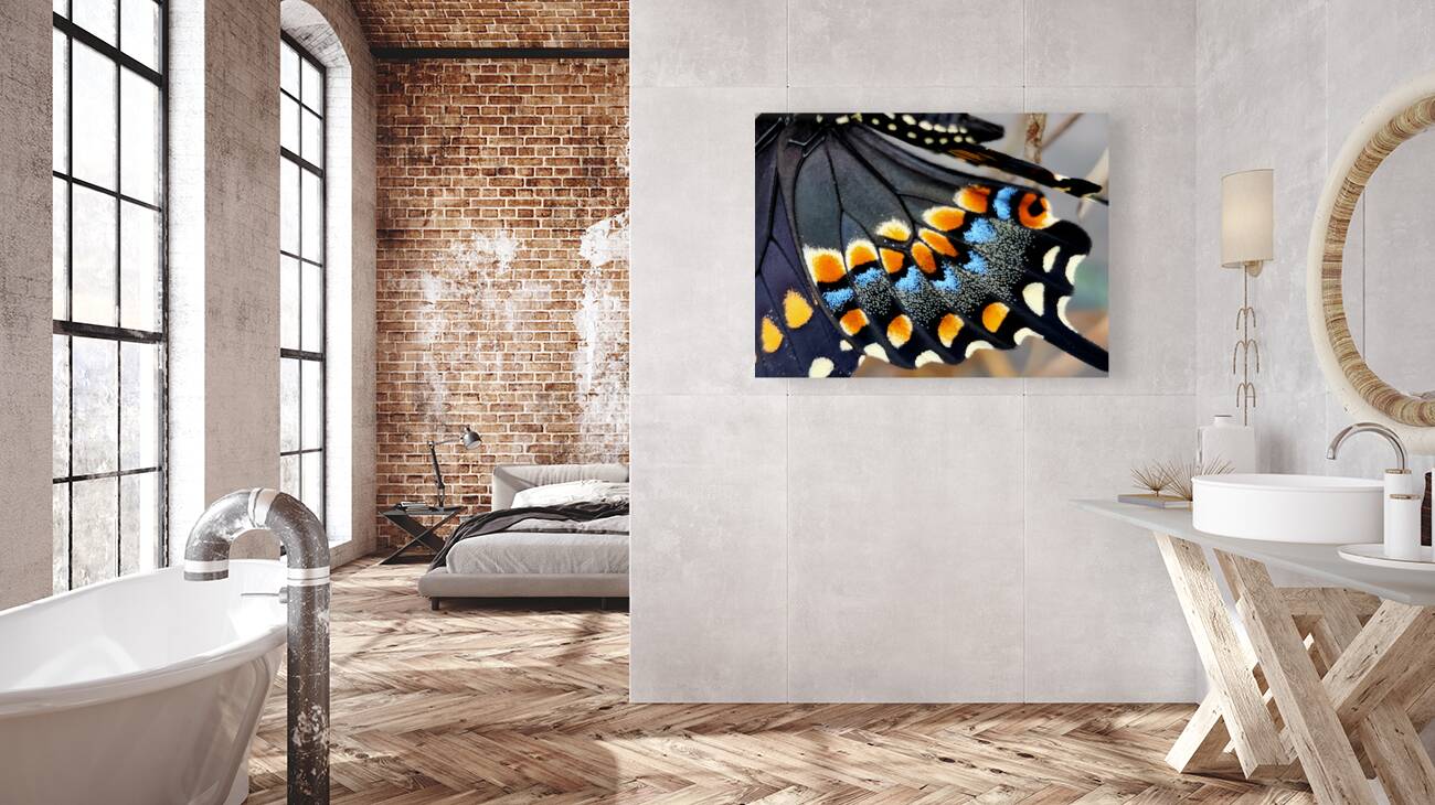 Black Swallowtail Closeup Reproduction