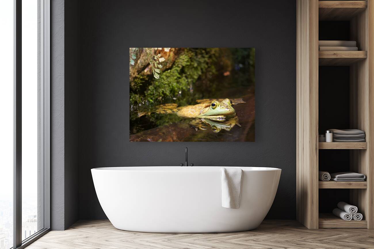 Bull Frog Reproduction