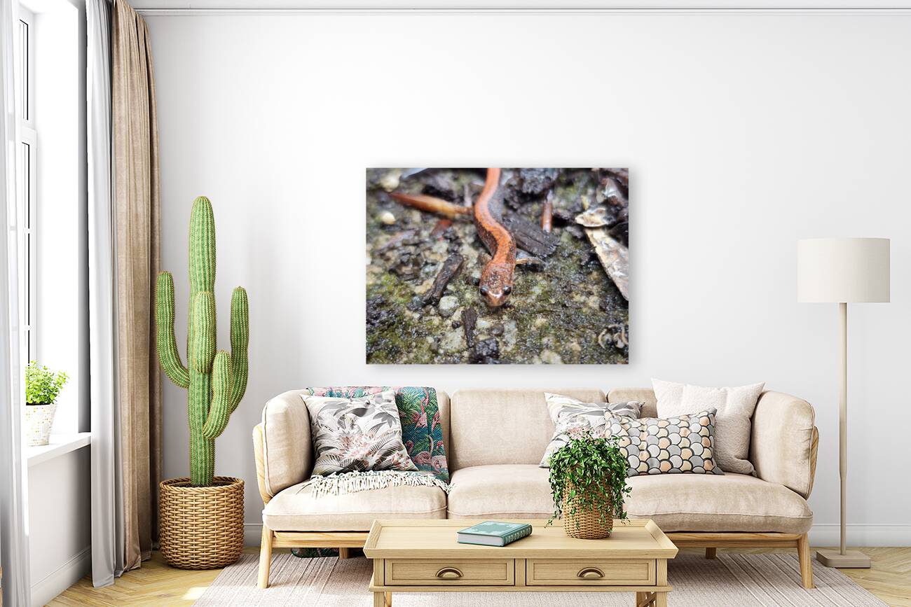 Redback Salamander Reproduction