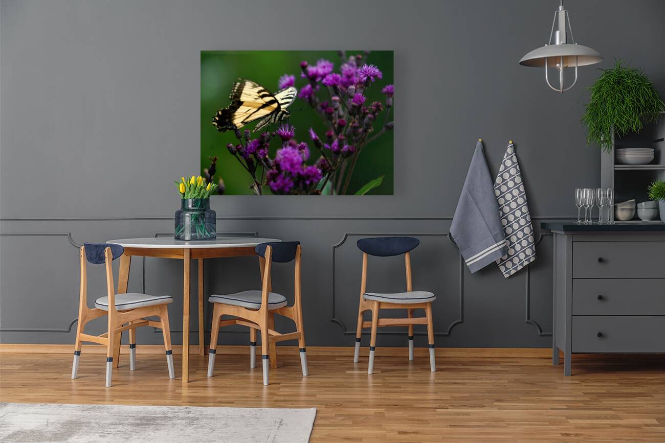 Swallowtail On Ironweed Reproduction