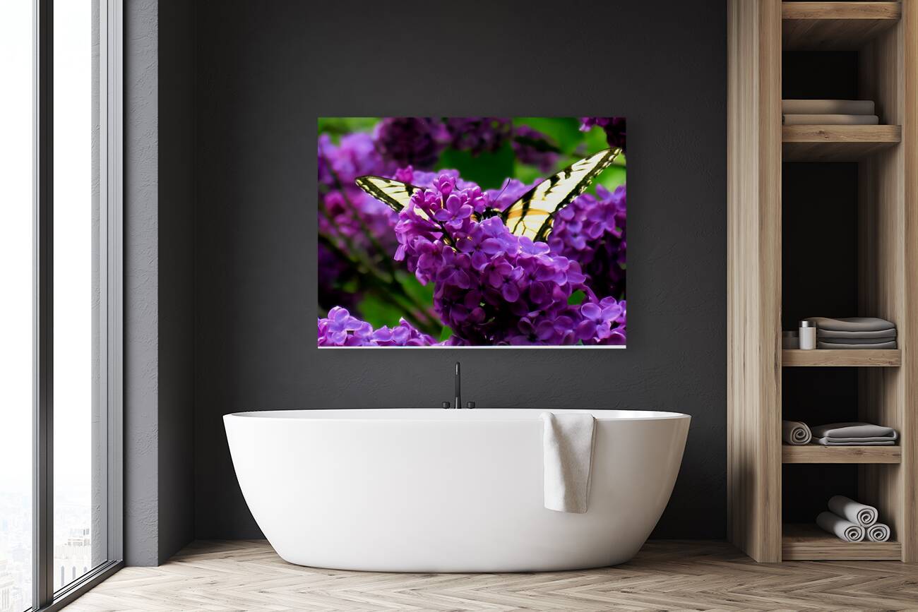 Swallowtail On Lilacs Reproduction