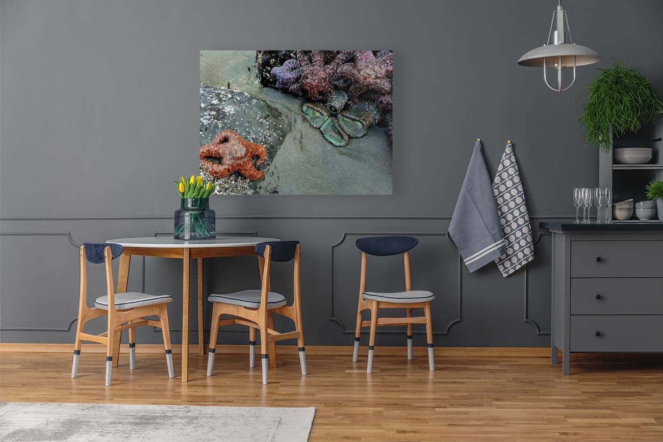 Tidal Pool 3 Reproduction