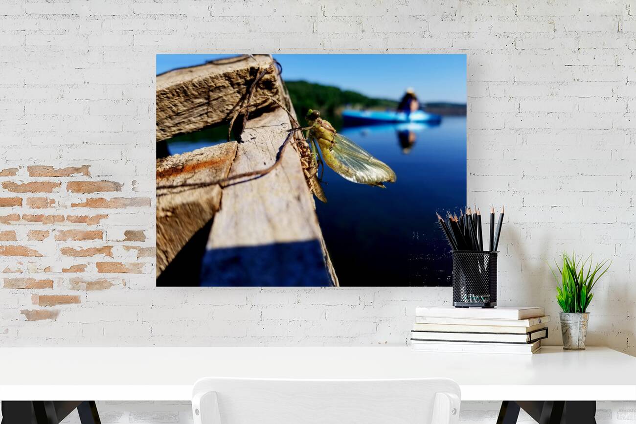 Emerging Dragonfly Reproduction