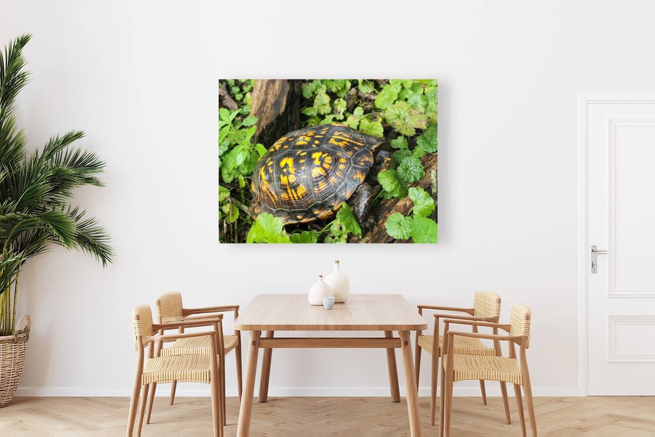 Box Turtle Reproduction