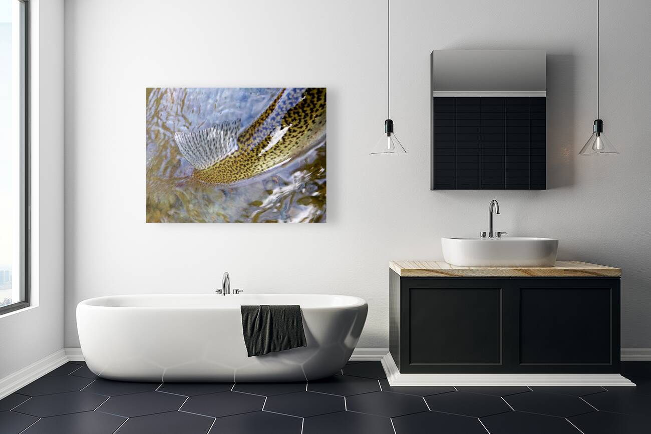 Trout Dorsal Fin Reproduction