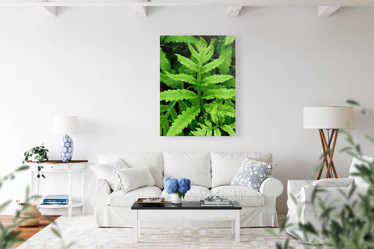 Sensitive Fern Reproduction