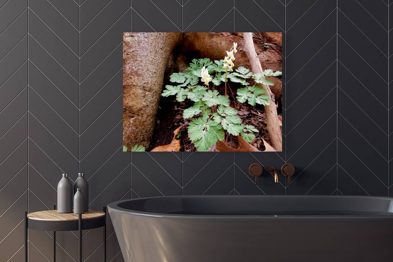 Dutchmans Breeches Reproduction