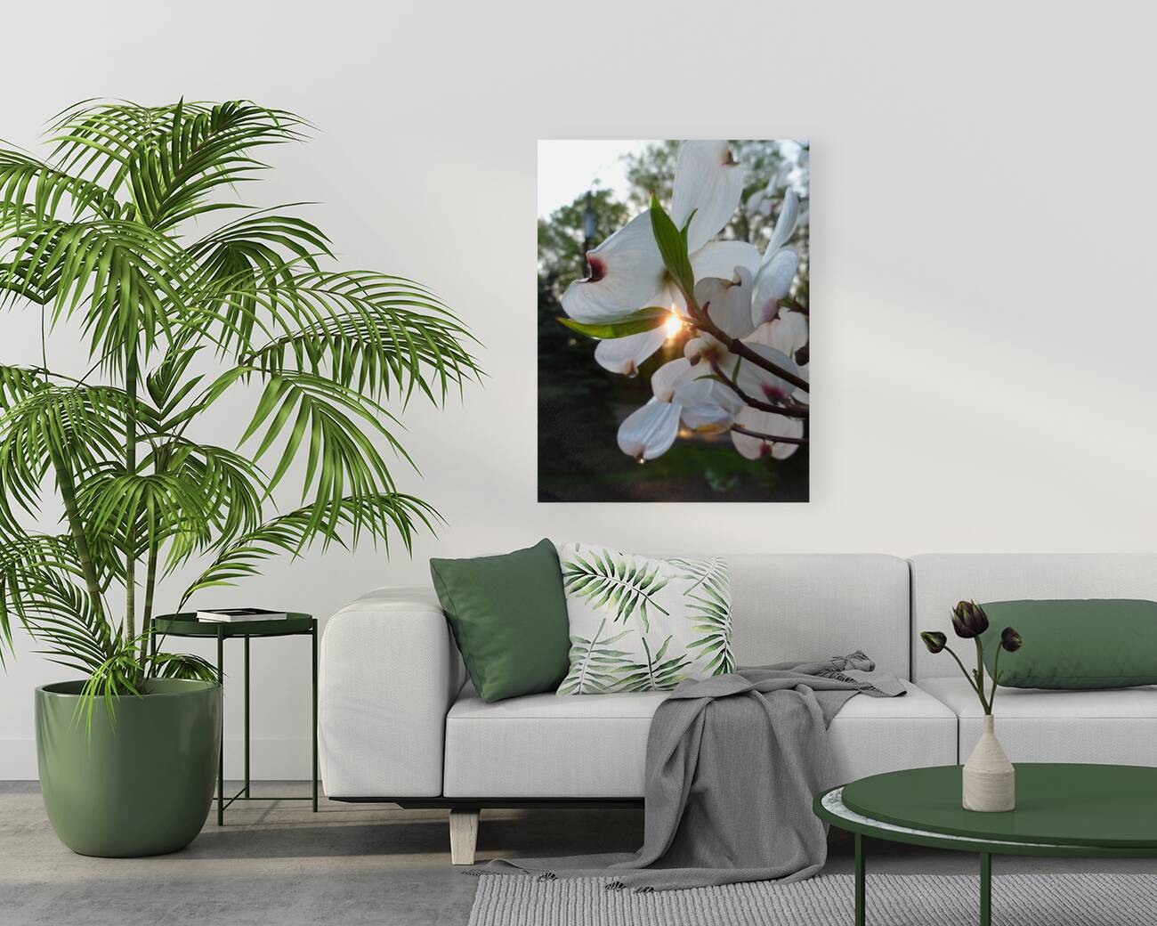 White Dogwood At Sunset Reproduction