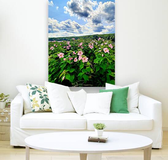 Swamp Mallow At Moraine State Park Reproduction