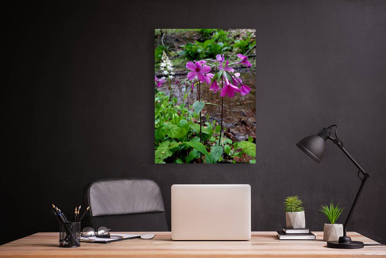 Creeping Phlox Streamside Reproduction