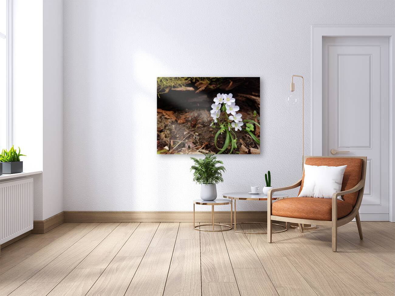 Spring Beauties Reproduction