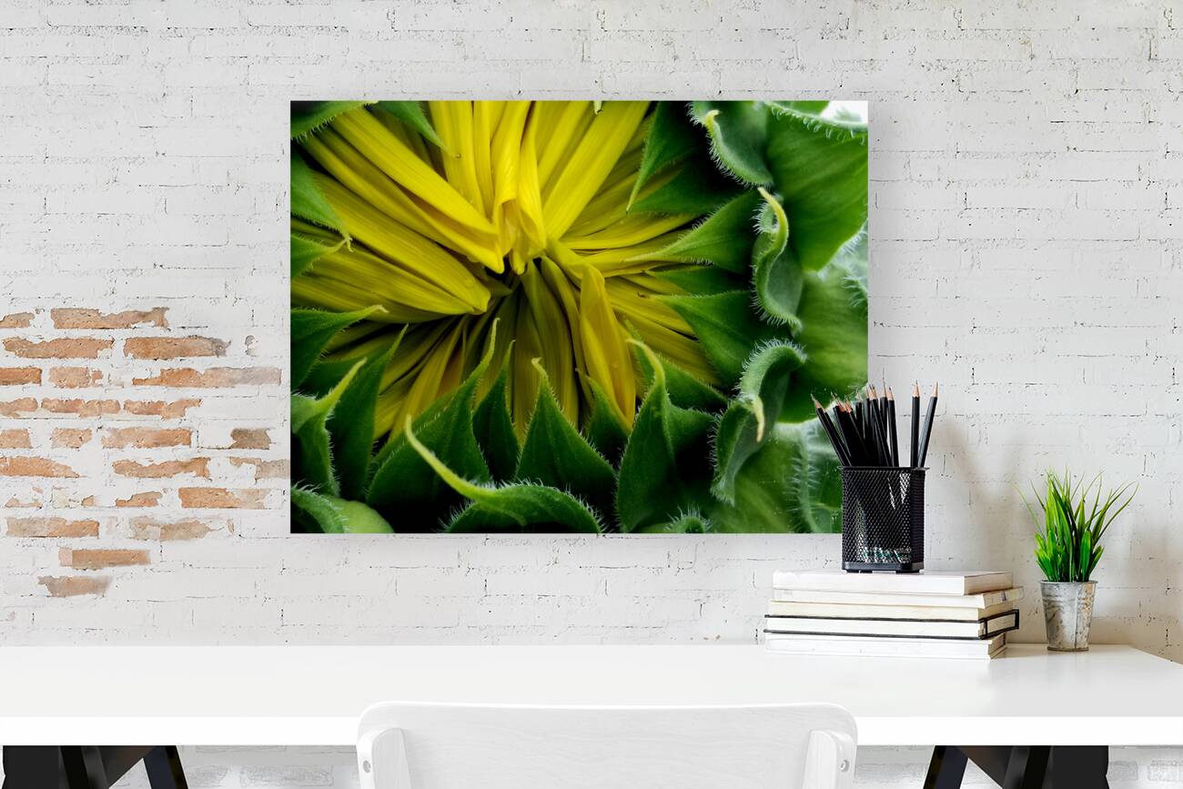 Sunflower Bud Reproduction