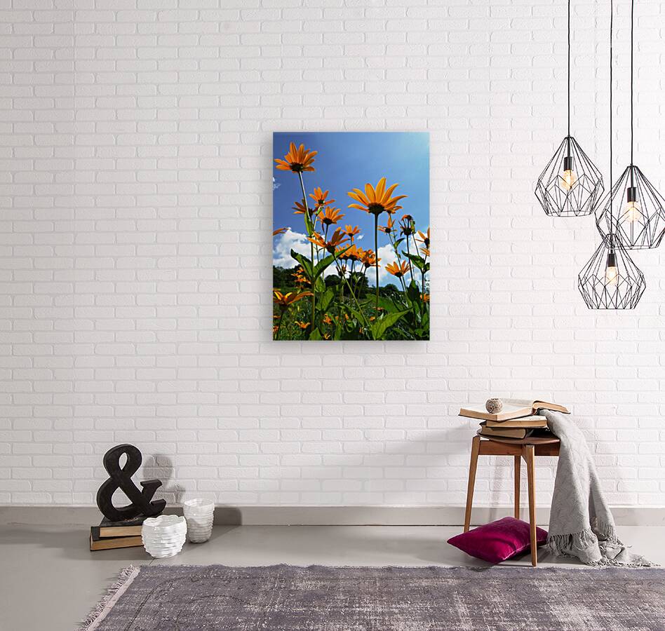 Helianthus Reproduction