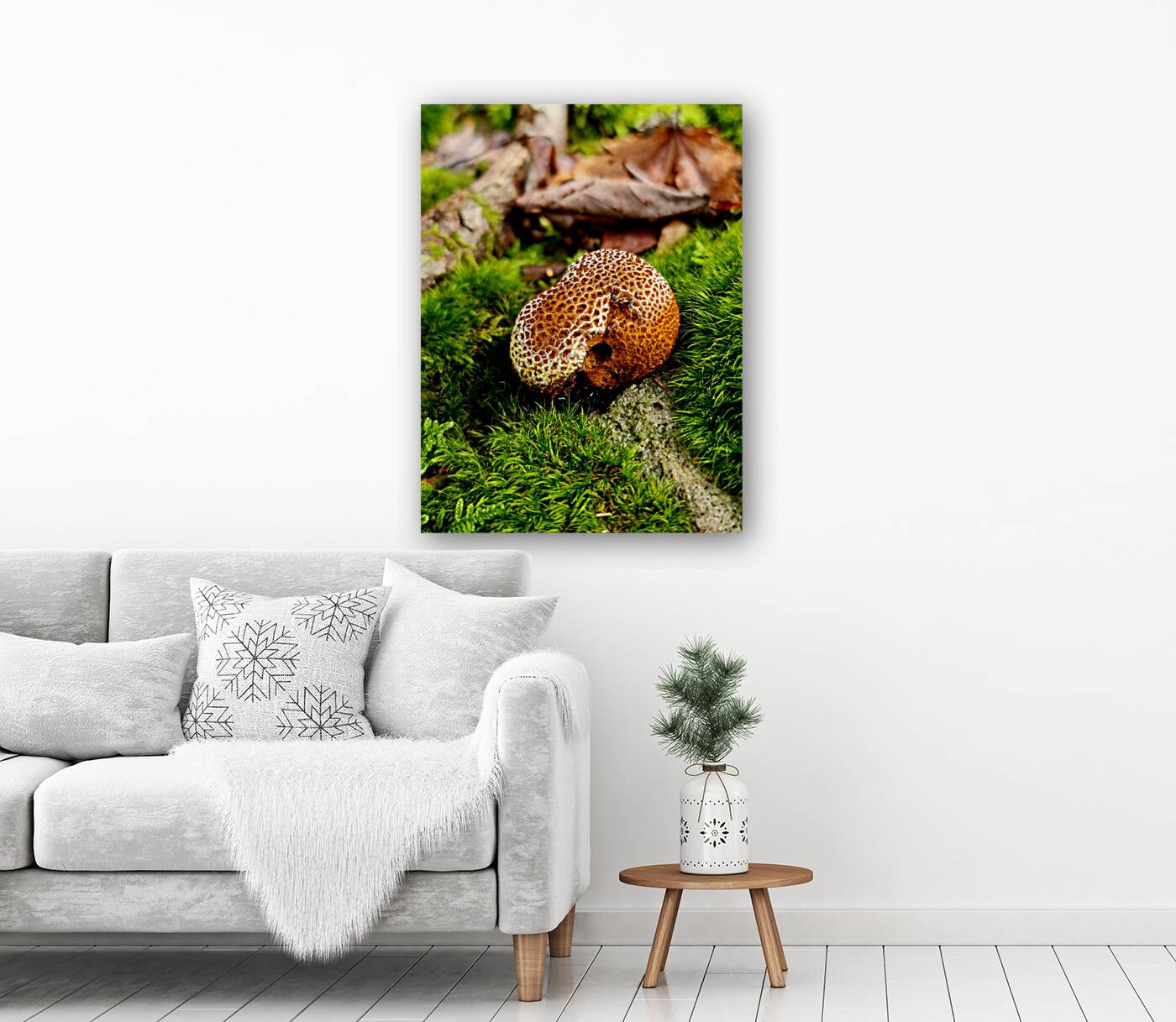 Snoring Fungus Reproduction