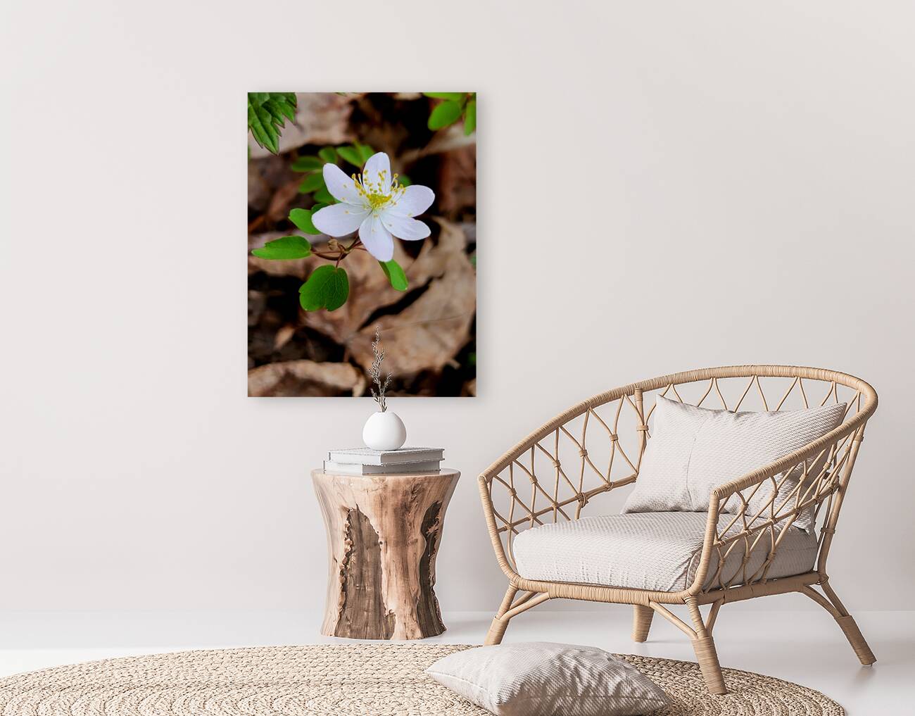 Rue Anemone Reproduction