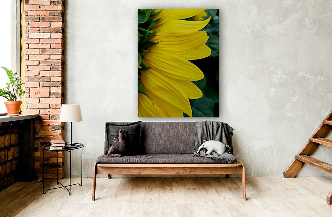 Sunflower Portrait 1 Reproduction