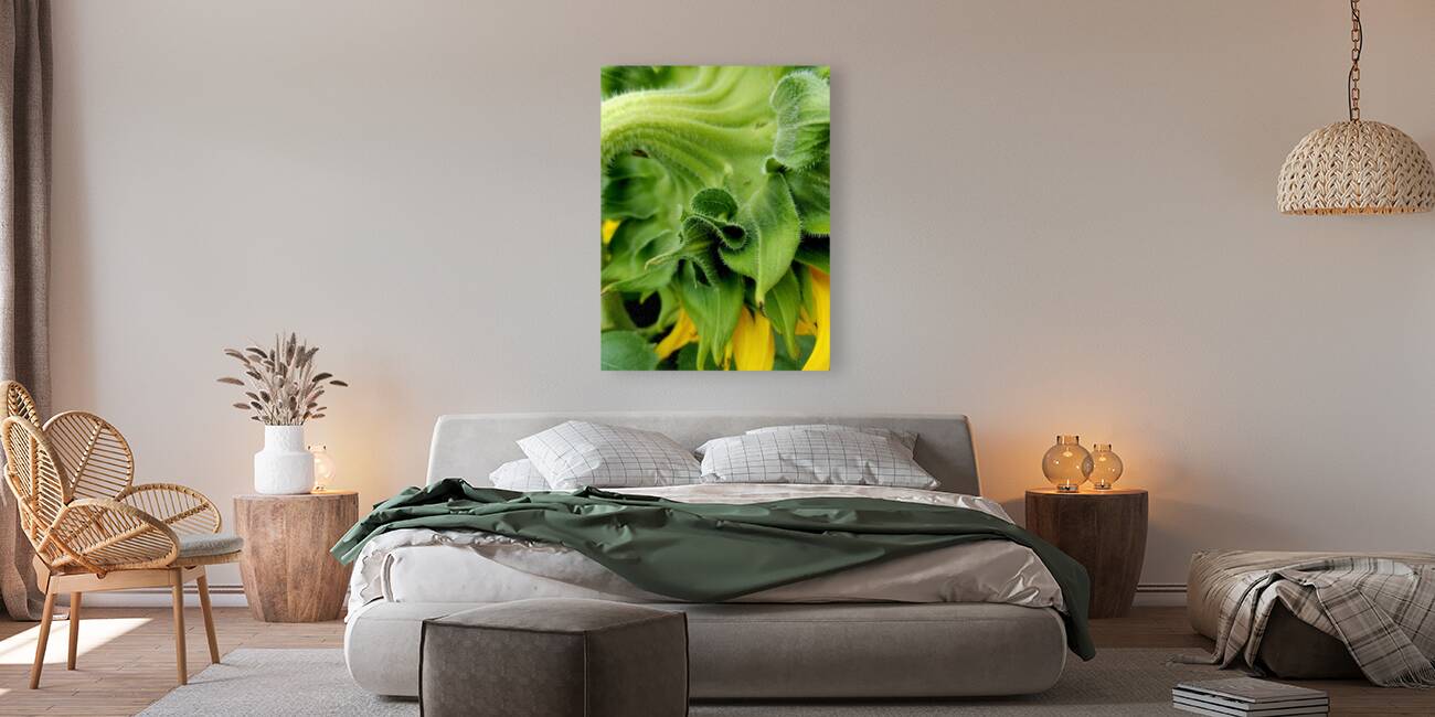 Sunflower Sepals Reproduction