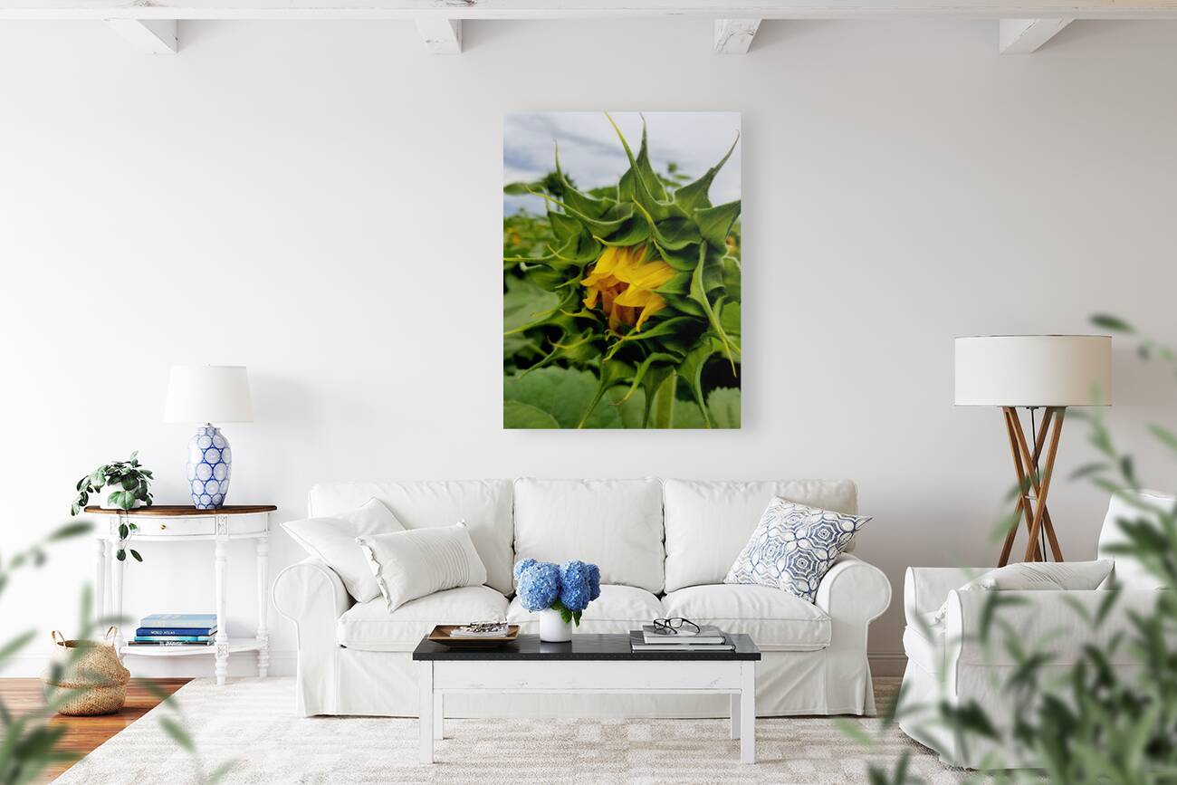 Sunflower Beak Reproduction