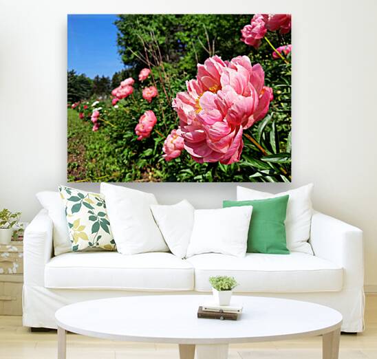 Salmon Peony Row Reproduction