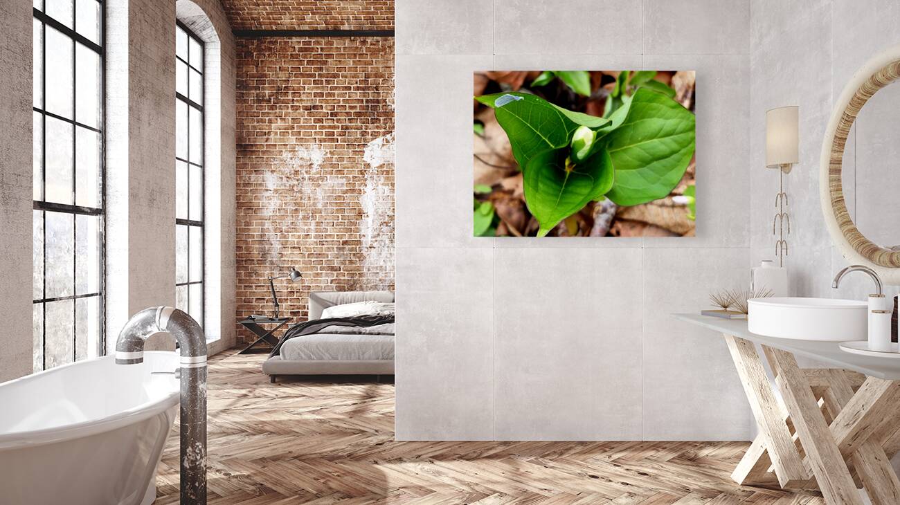 White Trillium Bud 2 Reproduction