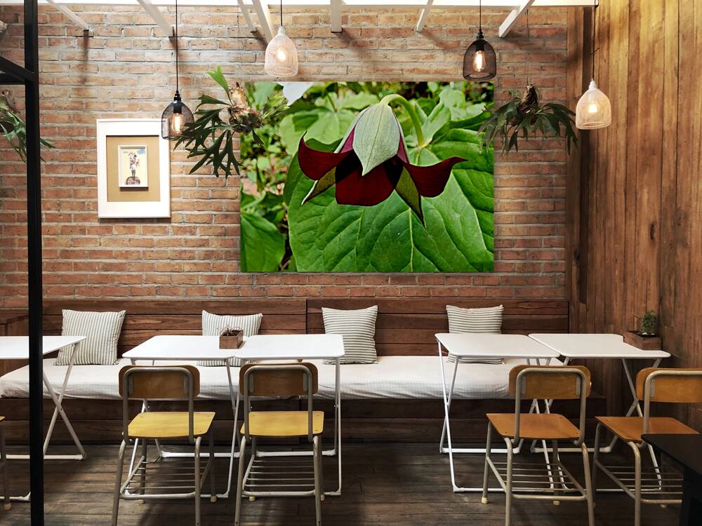 Red Trillium Nodding Reproduction