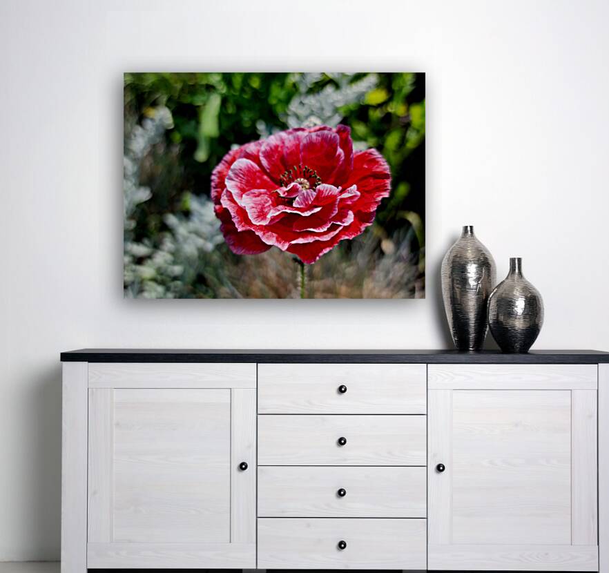 Variegated Poppy Reproduction