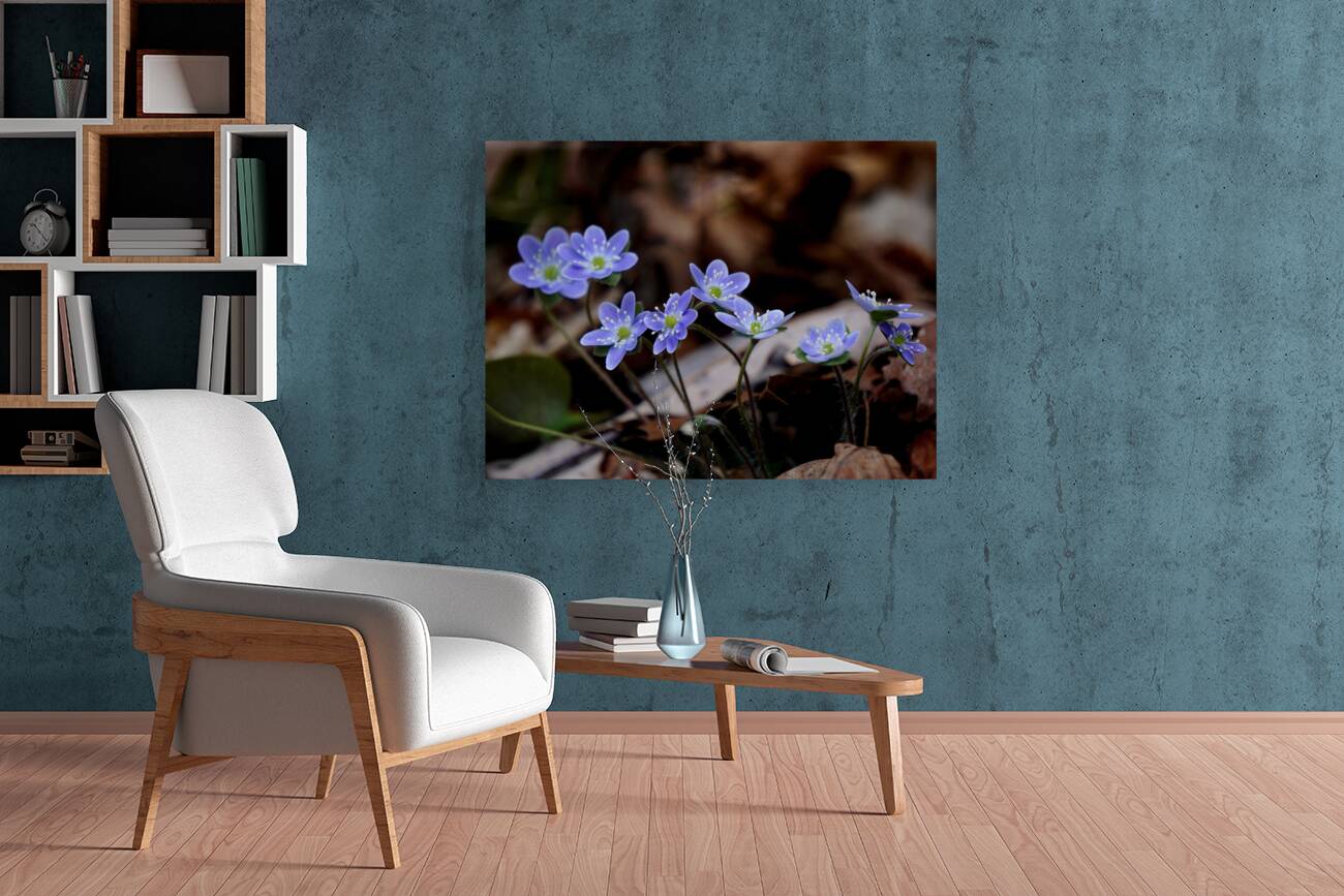 Hepatica Reproduction