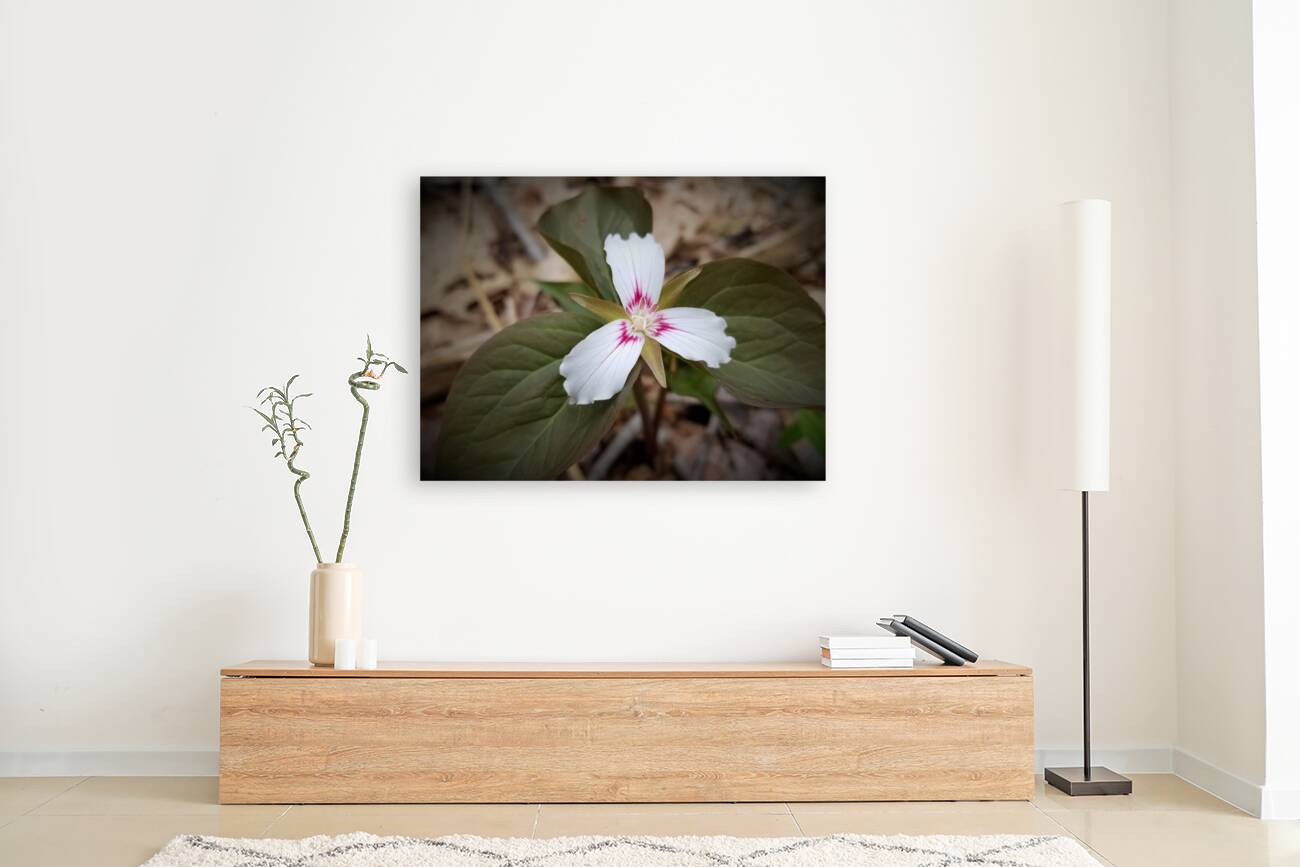 Painted Trillium Reproduction