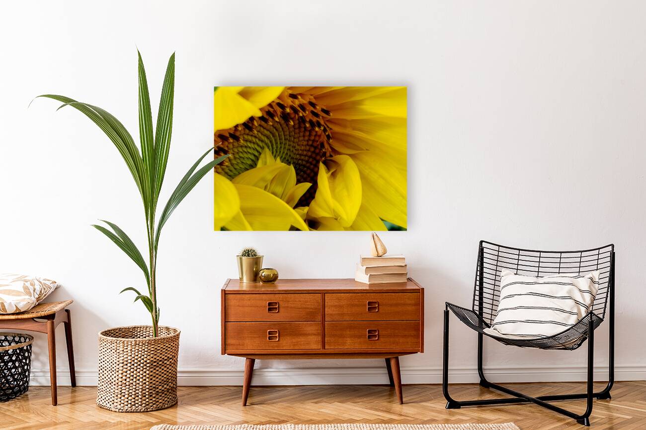 Unfurling Sunflower Reproduction